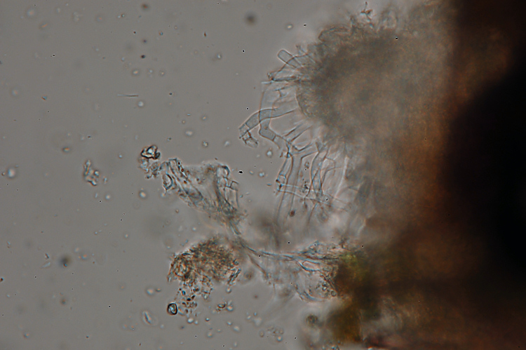 Un Phanerochaete da determinare (Hyphodermella corrugata)